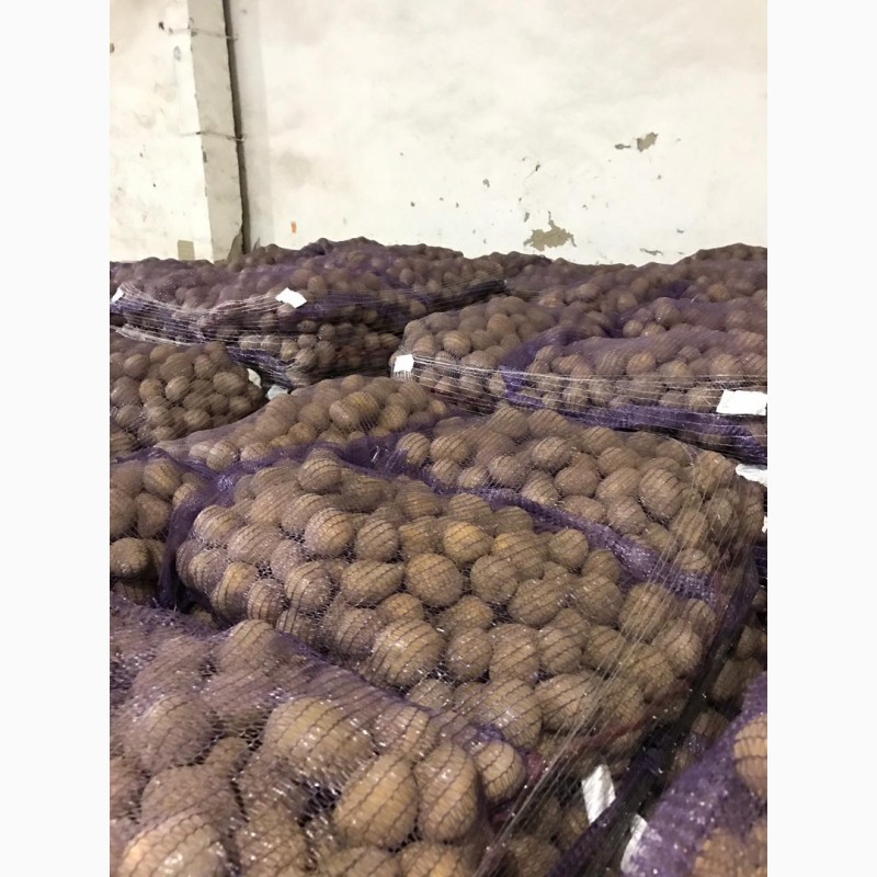 Фото 3. Продам картоплю Королева Анна оптом
