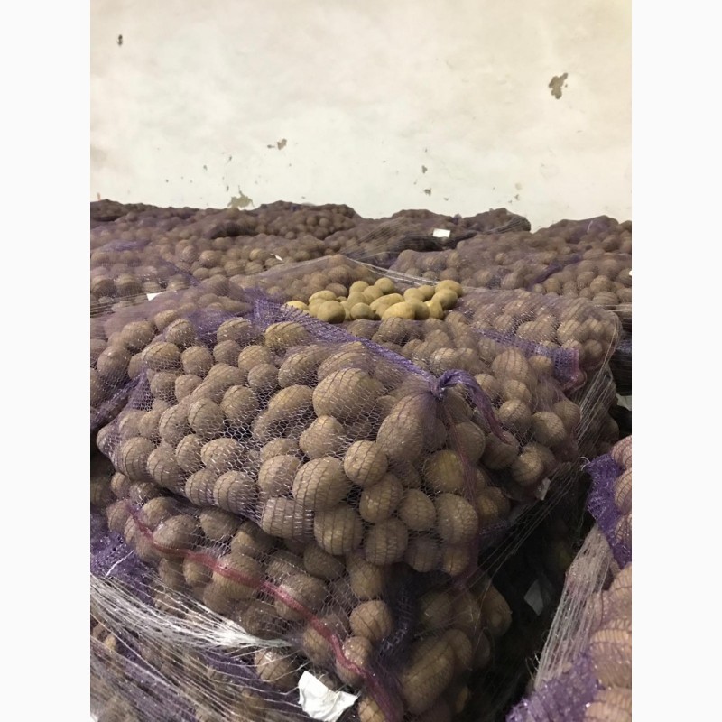 Фото 4. Продам картоплю Королева Анна оптом