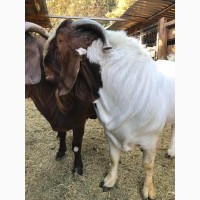 Продаются козы Бурской породы - мясная порода