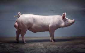 Фото 2. Продаем сперму для штучного осеменения свиней