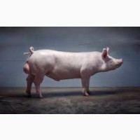 Продаем сперму для штучного осеменения свиней