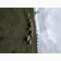 Продам овец