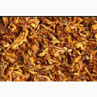Табак турецкой селекции