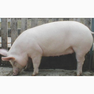 Продам свиней - Украинская Белая