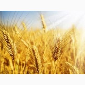 Семена озимой пшеницы ГОДУВАЛЬНИЦЯ ОДЕСЬКА