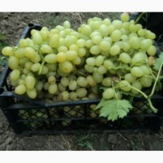 Продам виноград столовых сортов, Болград