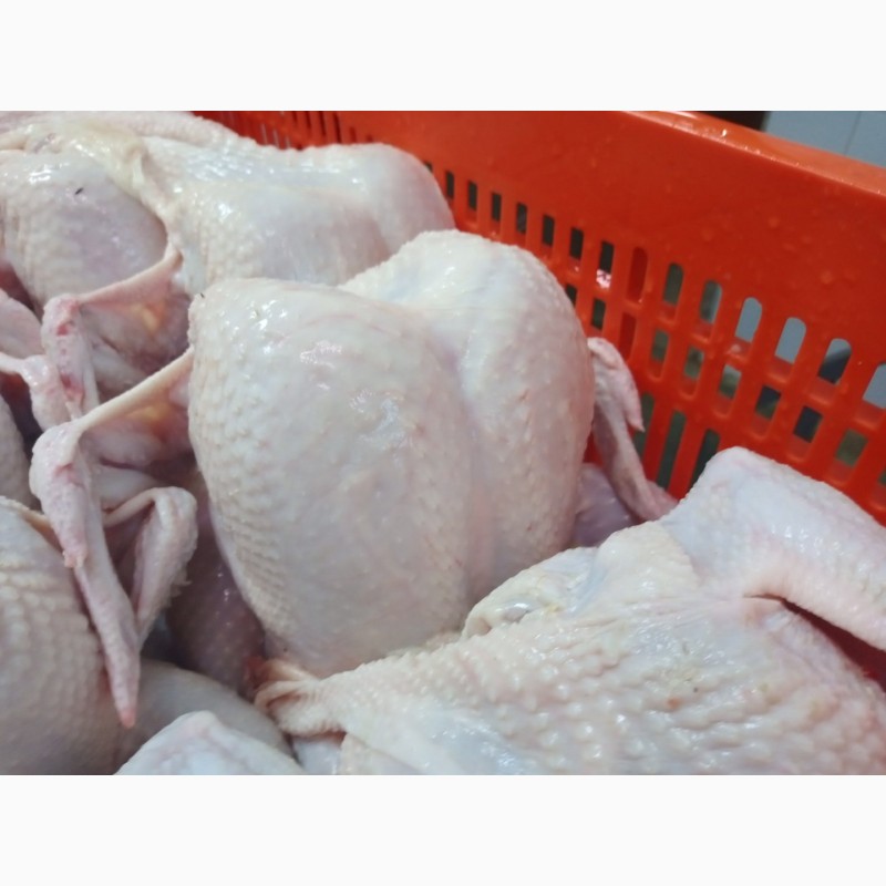 Фото 11. СРОЧНО продам курицу, маасло подсолнечное, муку и другую продукцию от фирмы экспортера