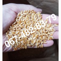 ALMA - Мягкий канадский трансгенный озимый сорт (элита) пшеницы