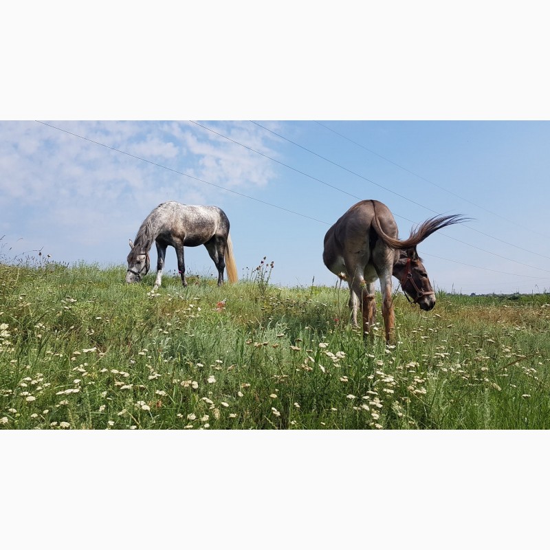 Фото 2. Орловский рысак, прогулочно-походный конь, лошадь