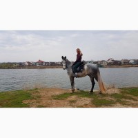 Орловский рысак, прогулочно-походный конь, лошадь