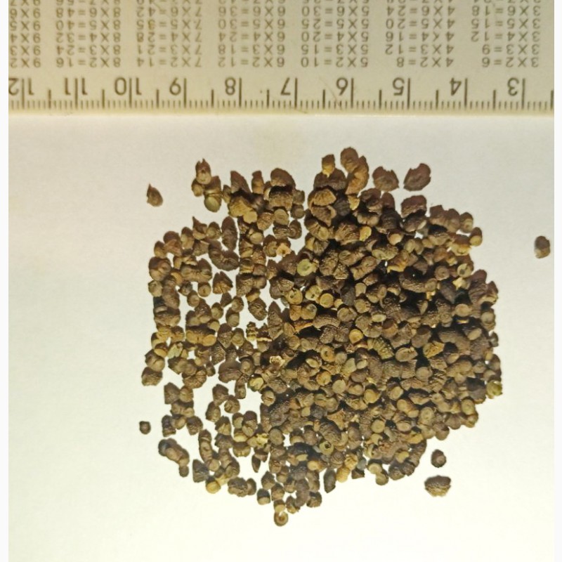 Фото 3. Продам насіння мальви лісової (мавританської)
