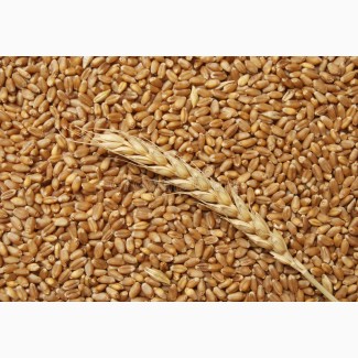 Куплю пшеницю Фураж