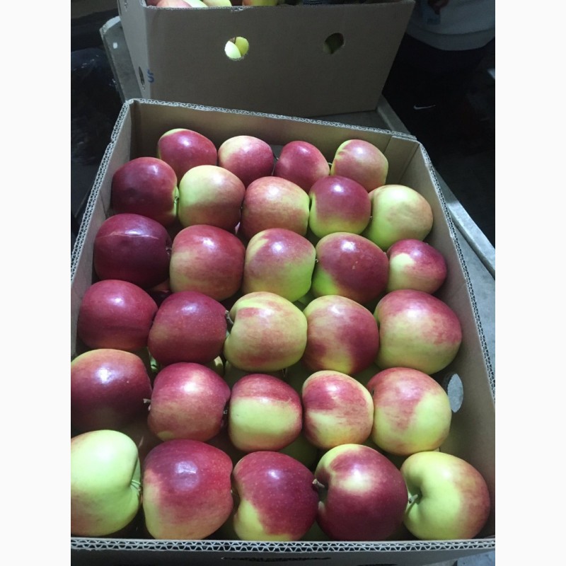 Фото 5. Продам яблука з холодильника газовані є обєм паковка 7+ чисті без граду та парші