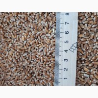 Пшеница 2 кл 1000 тонн, продажа Хмельницка обл