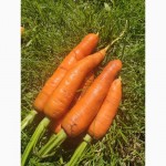 Морква з поля від виробника, сезон 2023