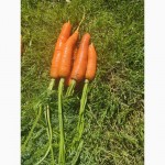 Морква з поля від виробника, сезон 2023