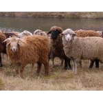 Куплю овечки, ягнята, ярки та барани для розведення.Кози та козенята. Не на мясо!!!