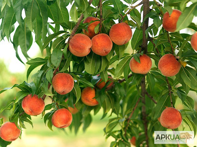 Продам сливу Стенлей,персик,яблоки оптом в Молдове
