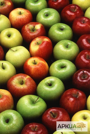 Фото 2. Продам сливу Стенлей,персик,яблоки оптом в Молдове