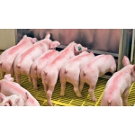 Продаем племенныхсвинок F1 (двухпородных) для воспроизводства свиней на собственной ферме.