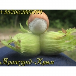 Вегетативные саженцы фундука Керасунд Круглый