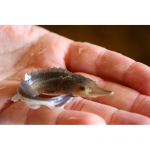 Рыбная продукция осетровых (оплодотворенная икра, личинка, малек)