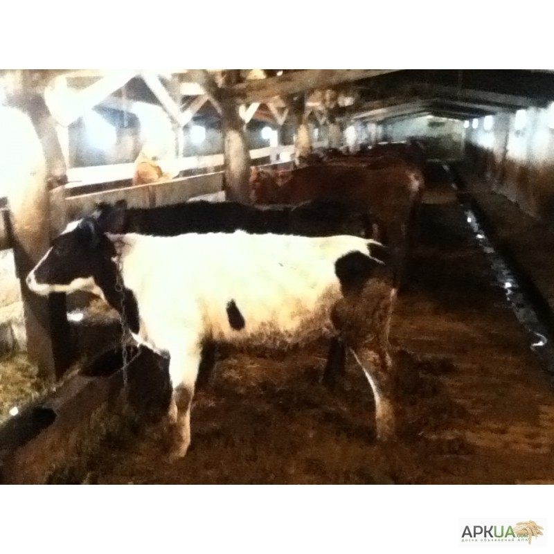 Фото 3. Молодые бычки на мясо и на откорм