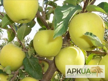 Фото 2. Продам яблоки зимних сортов .Флорина,Либерти,Голден Резистент.