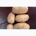 Продам посадочный картофель Киранда(китайское чудо)