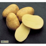 Елітна картопля Фелокс за ціною виробника