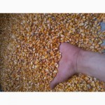 Продам фуражную кукурузу 90 тонн На переработку с повышенной зерновой