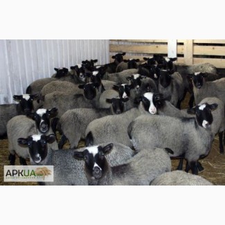 Романовские овцы бараны ярки