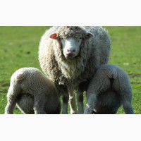 Продам овец ягнят барана козлят дойных коз