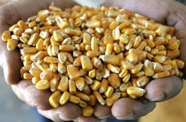 Фото 3. Производим закупку Кукурузы по Хорошей Цене, на всей территории Украины