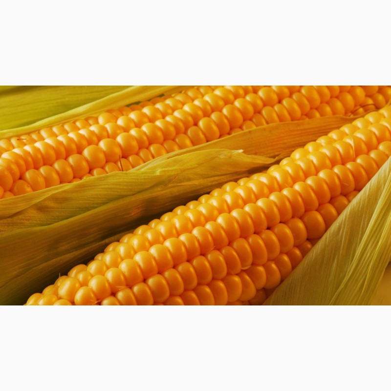 Фото 4. Производим закупку Кукурузы по Хорошей Цене, на всей территории Украины