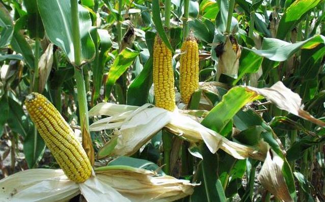 Фото 7. Производим закупку Кукурузы по Хорошей Цене, на всей территории Украины