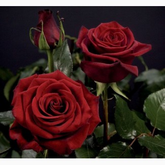 Розы - саженцы роз: чайно-гибридные, вьющиеся, плетистые и бордюрные