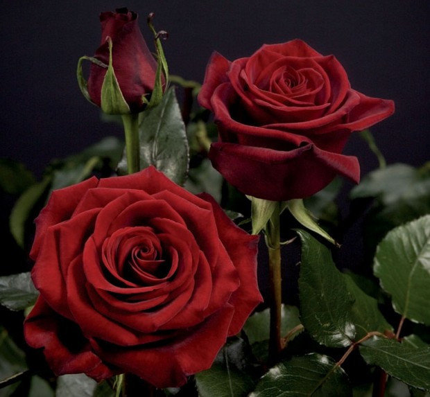 Розы - саженцы роз: чайно-гибридные, вьющиеся, плетистые и бордюрные