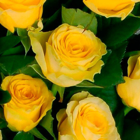 Фото 2. Розы - саженцы роз: чайно-гибридные, вьющиеся, плетистые и бордюрные