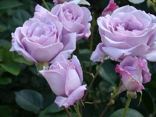 Фото 3. Розы - саженцы роз: чайно-гибридные, вьющиеся, плетистые и бордюрные