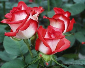Фото 4. Розы - саженцы роз: чайно-гибридные, вьющиеся, плетистые и бордюрные