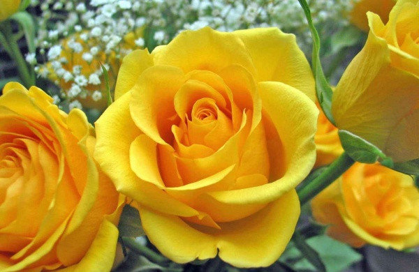 Фото 5. Розы - саженцы роз: чайно-гибридные, вьющиеся, плетистые и бордюрные