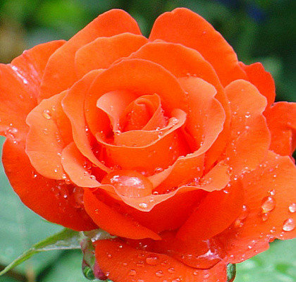 Фото 6. Розы - саженцы роз: чайно-гибридные, вьющиеся, плетистые и бордюрные