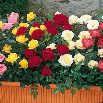Фото 7. Розы - саженцы роз: чайно-гибридные, вьющиеся, плетистые и бордюрные
