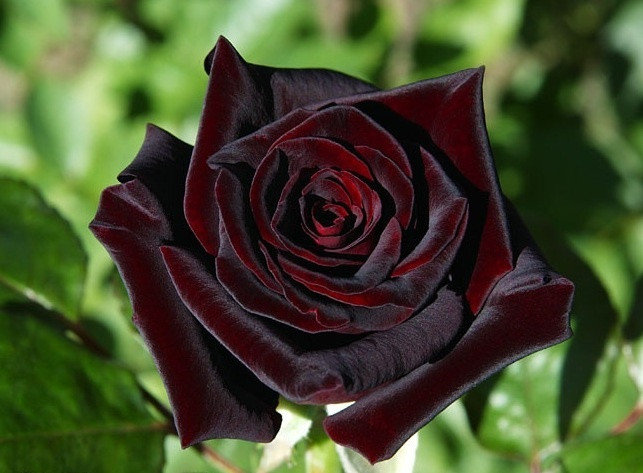 Фото 8. Розы - саженцы роз: чайно-гибридные, вьющиеся, плетистые и бордюрные