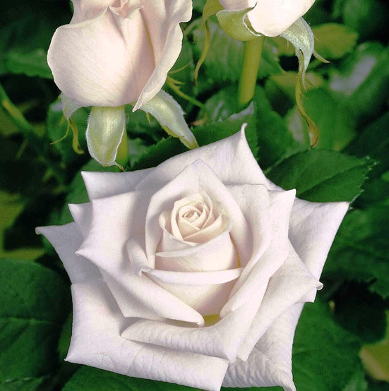 Фото 9. Розы - саженцы роз: чайно-гибридные, вьющиеся, плетистые и бордюрные