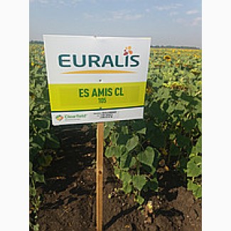 Продам семена подсолнечника ЕС АМИС ( Евралис) 2015 г