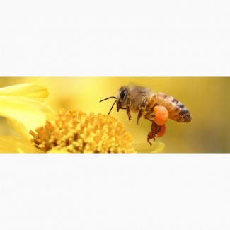 Продам пчели высокои якости