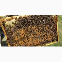 Продам пчели высокои якости