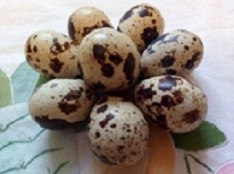 Перепелиные инкубационные яйца Техасского бройлера